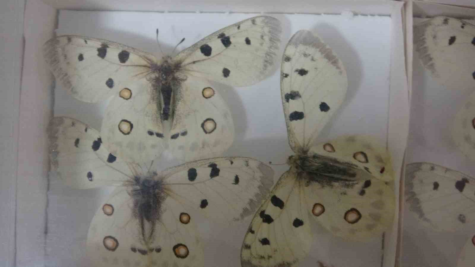 Böcek Müzesi 30 bin örnekle bilime katkı sunuyor, çocukların korkularını yeniyor
