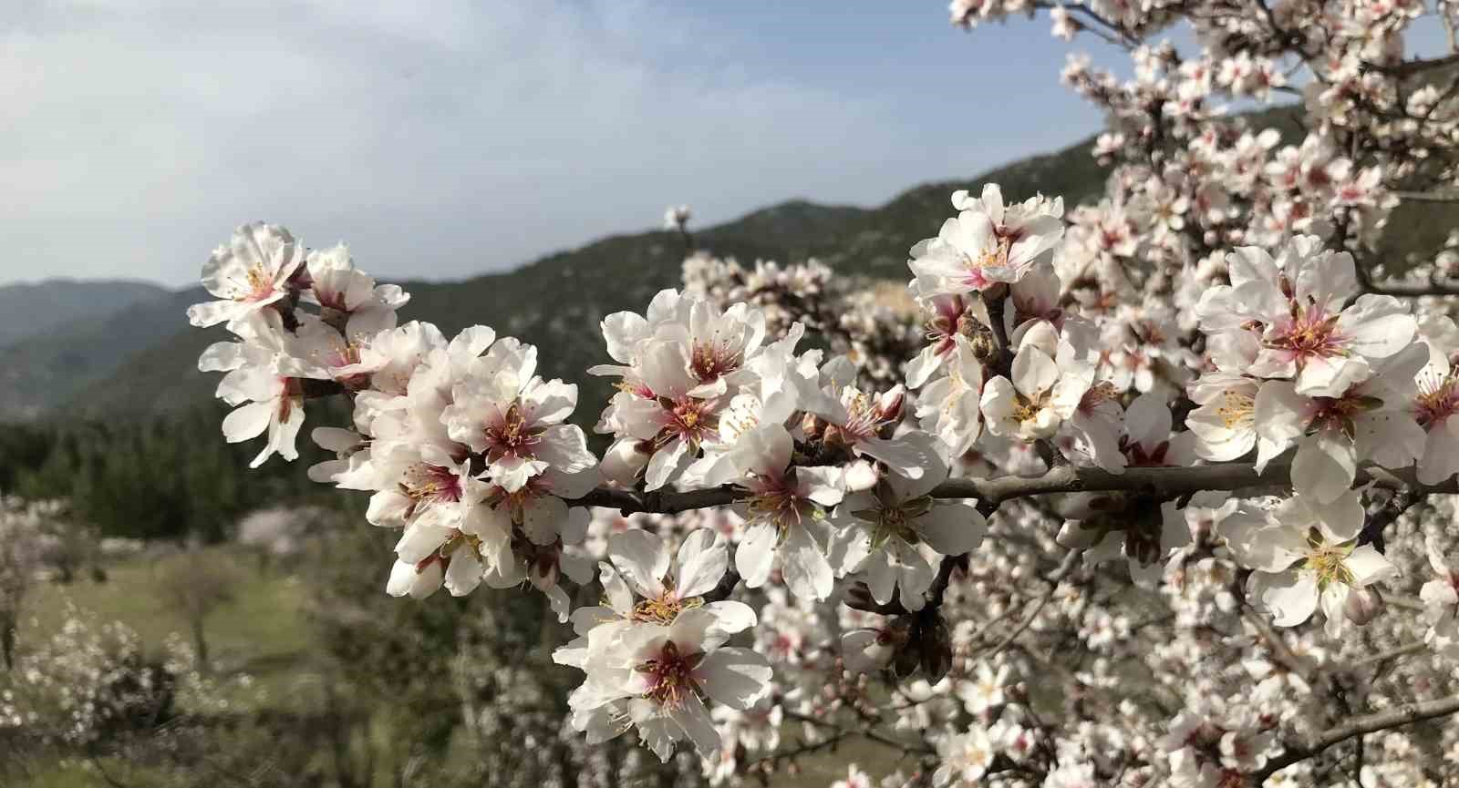 Antalya’da badem ağaçları çiçek açtı, doğada renk cümbüşü yaşanıyor
