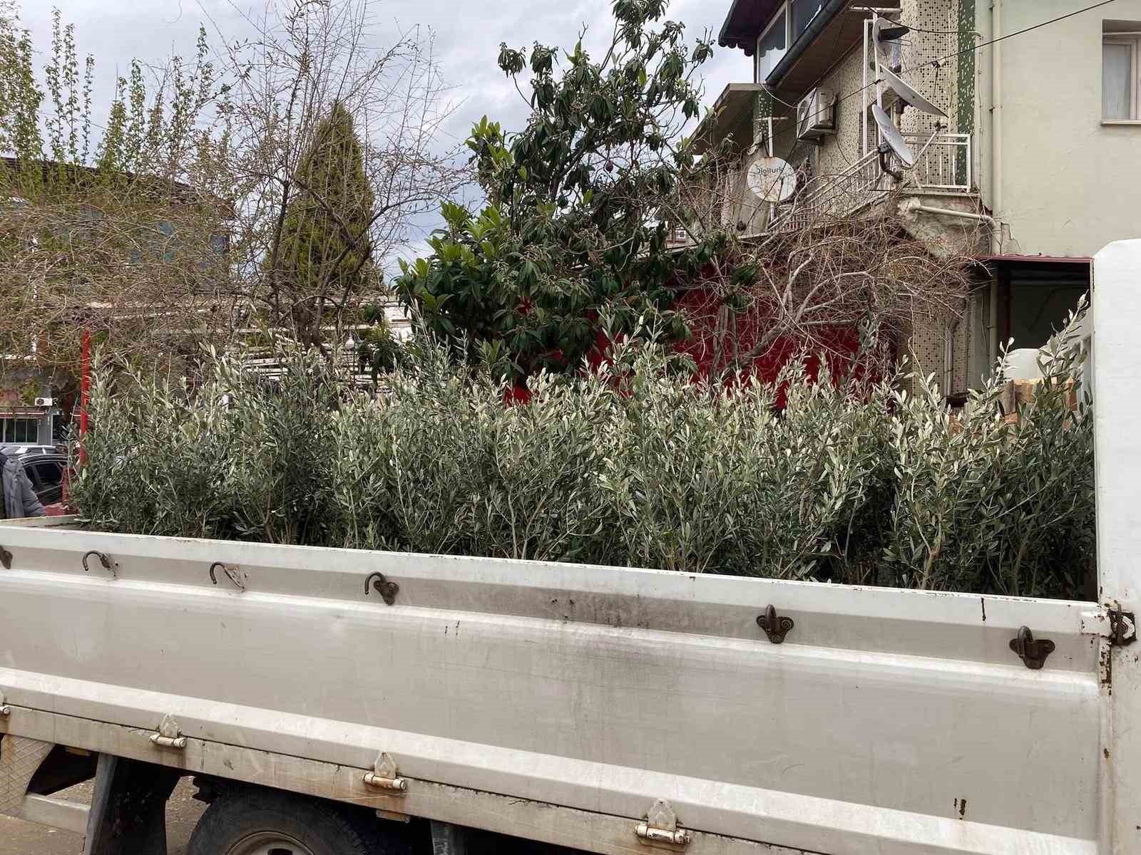 Sarıgöl’de Trilye zeytin fidanına yoğun ilgi
