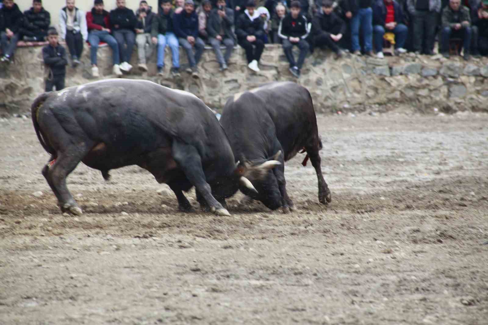 Artvin’de boğa güreşleri sezonu Sarıgöl’de açıldı
