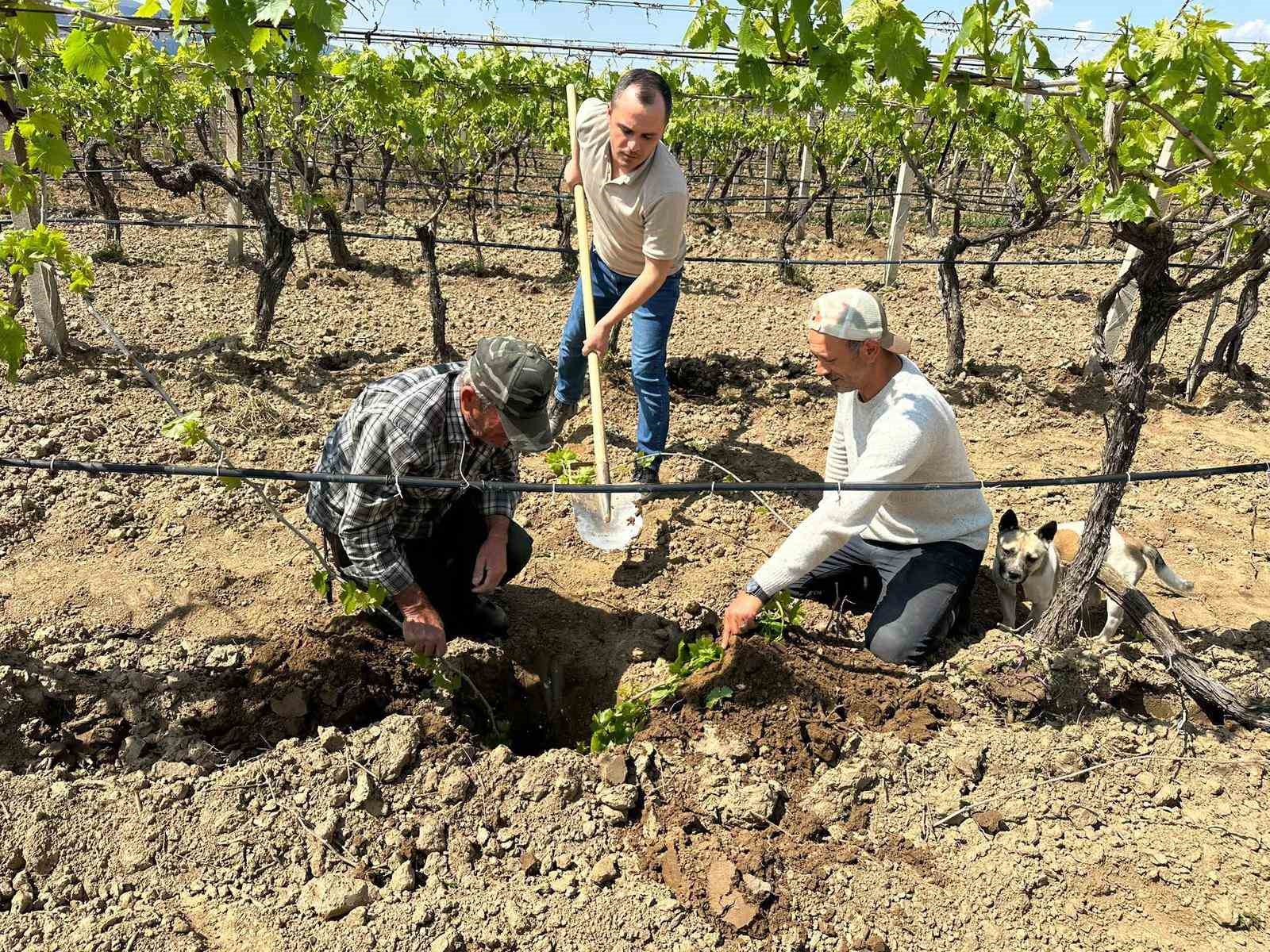 TARİŞ’ten bağlara yakın takip
