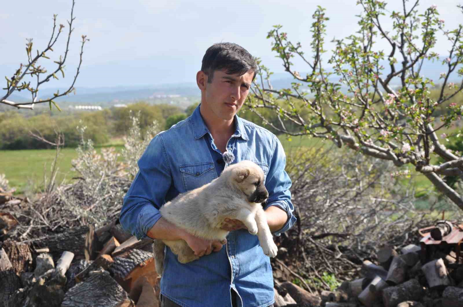 Manisalı sağlıkçı genç kangal yetiştiricisi oldu
