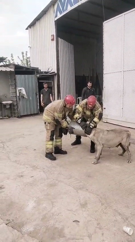 Hava filtresine sıkışan köpek kurtarıldı
