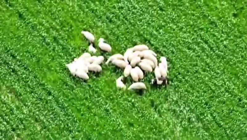 Kaybolan koyun sürüsü tarlanın ortasında dronla bulundu
