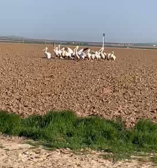 Pelikan sürüsünü tarlada gören çiftçilerin tarifi ilgi çekti
