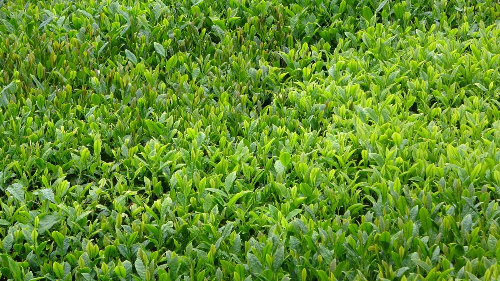 Trabzon’da yaş çay sezonu dualarla açıldı
