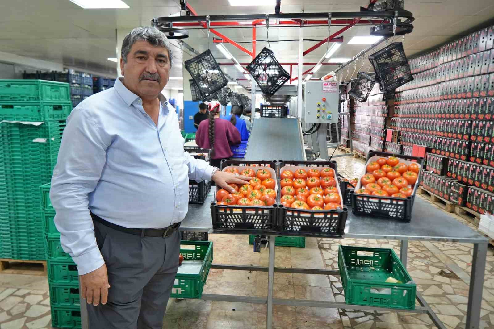 Domateste üretim planlaması fiyat dengesinin anahtarı
