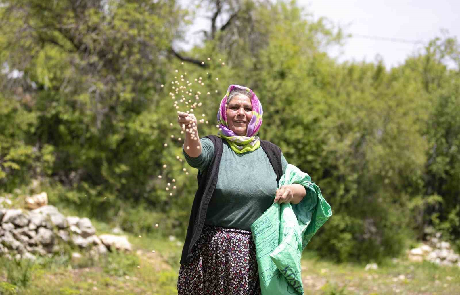 Atalık tohumlar toprakla buluştu, üreticiye can suyu oldu
