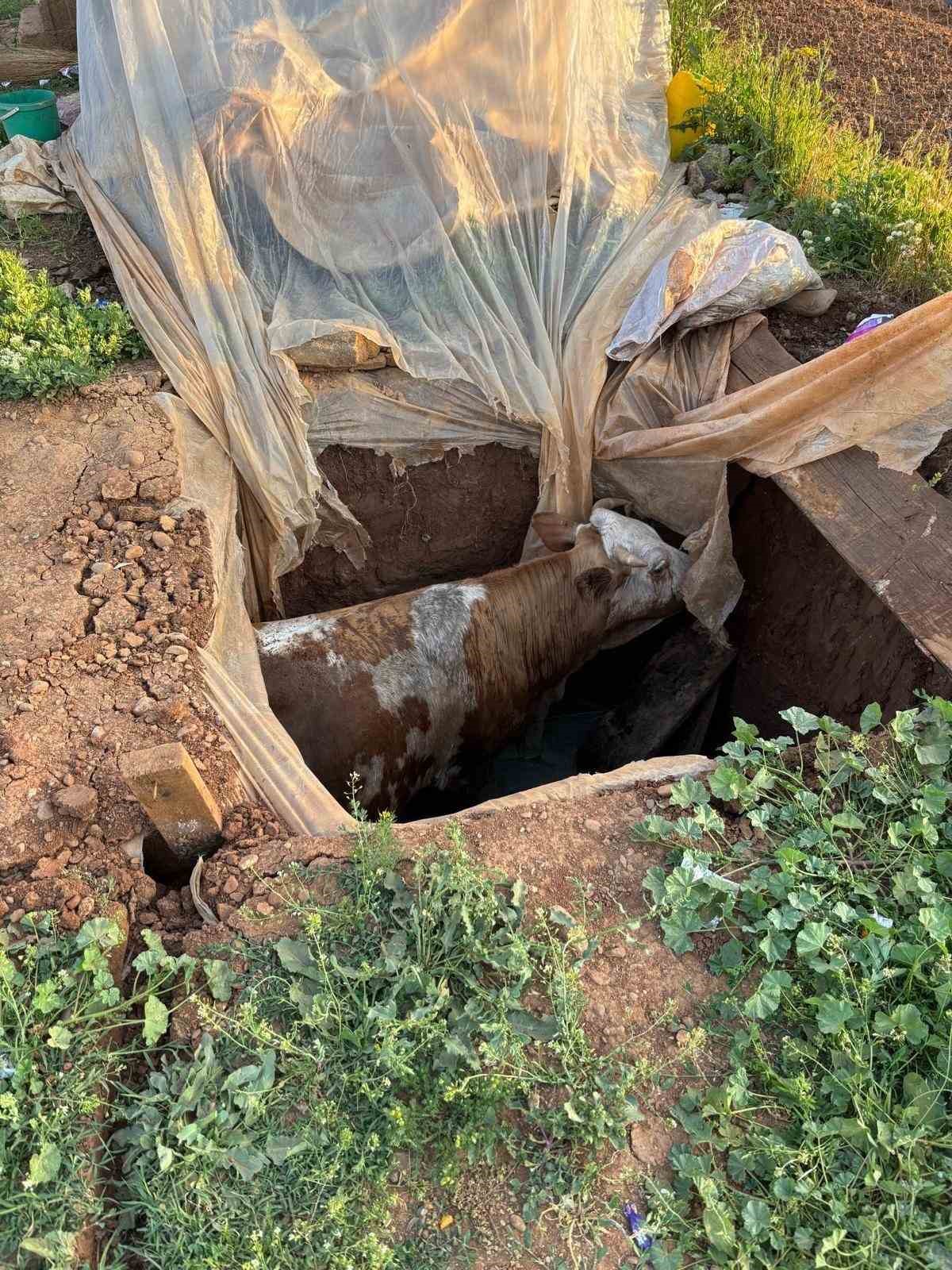 Muş’ta foseptik çukuruna düşen ineği itfaiye ekipleri kurtardı
