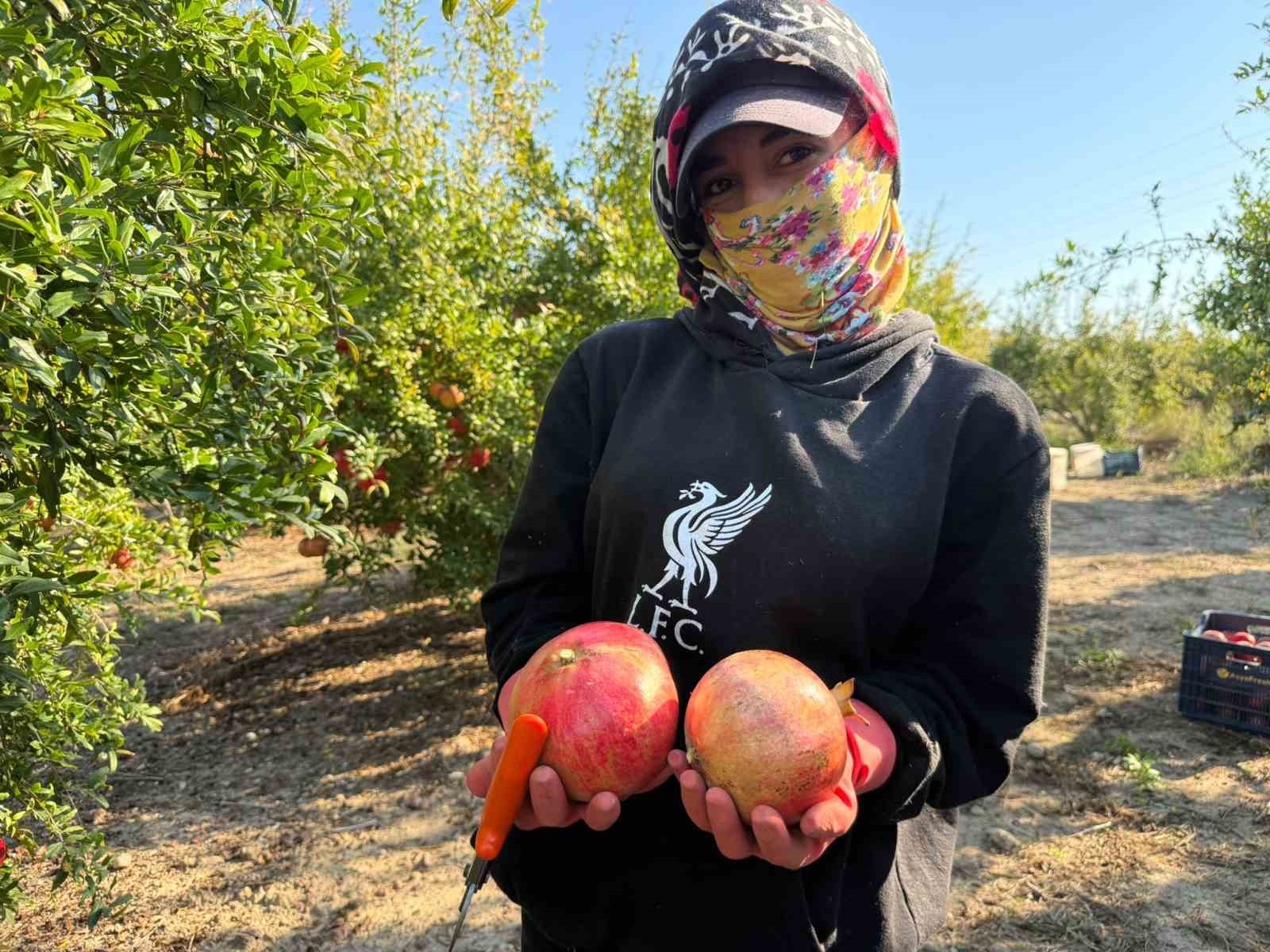 Antalya’da yağmur uyarıları nar hasadını öne çekti: Tarlada kilosu 15-30 lira arasında
