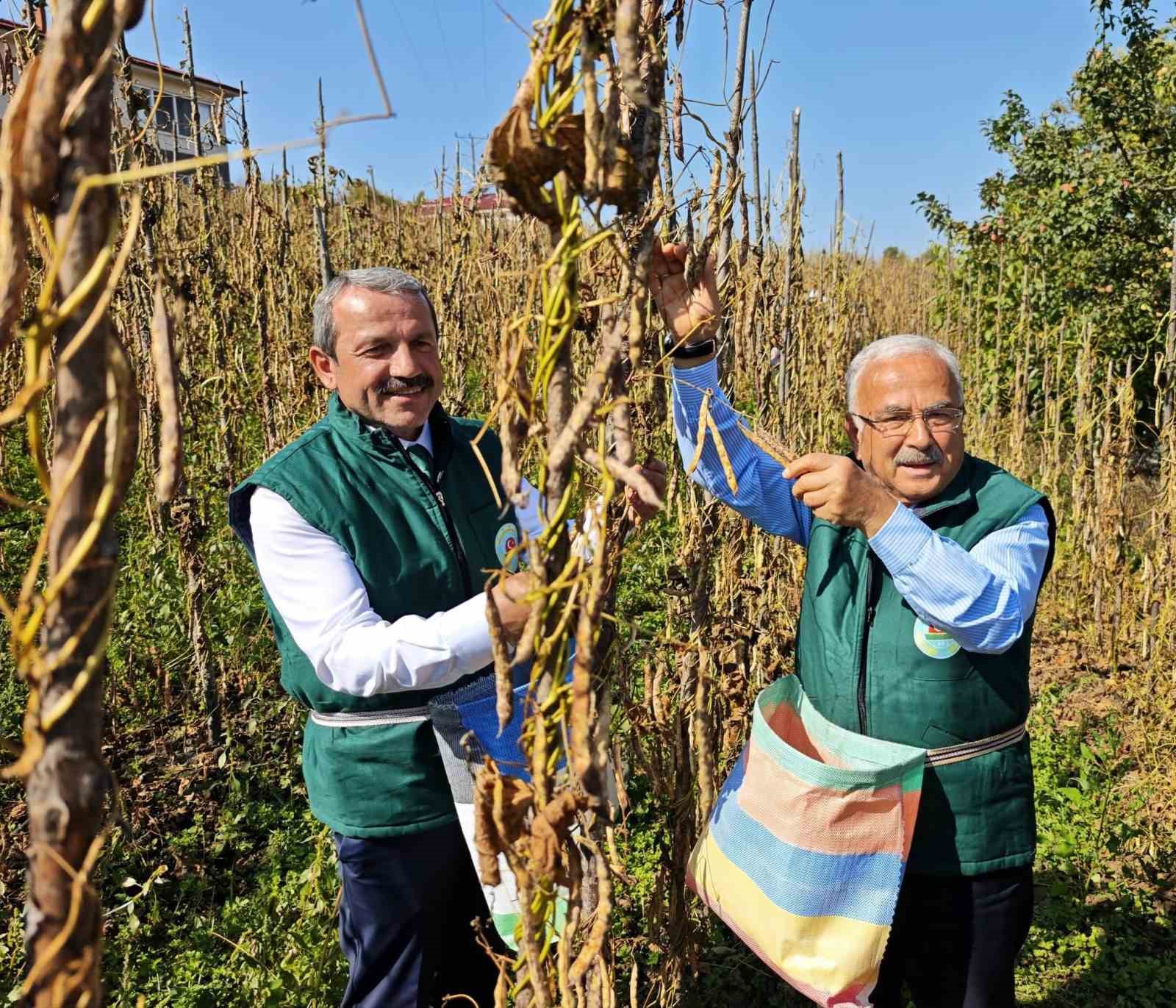 Akkuş şeker fasulyesi üretimi 14 yılda 25 tondan 2 bin 200 tona yükseldi
