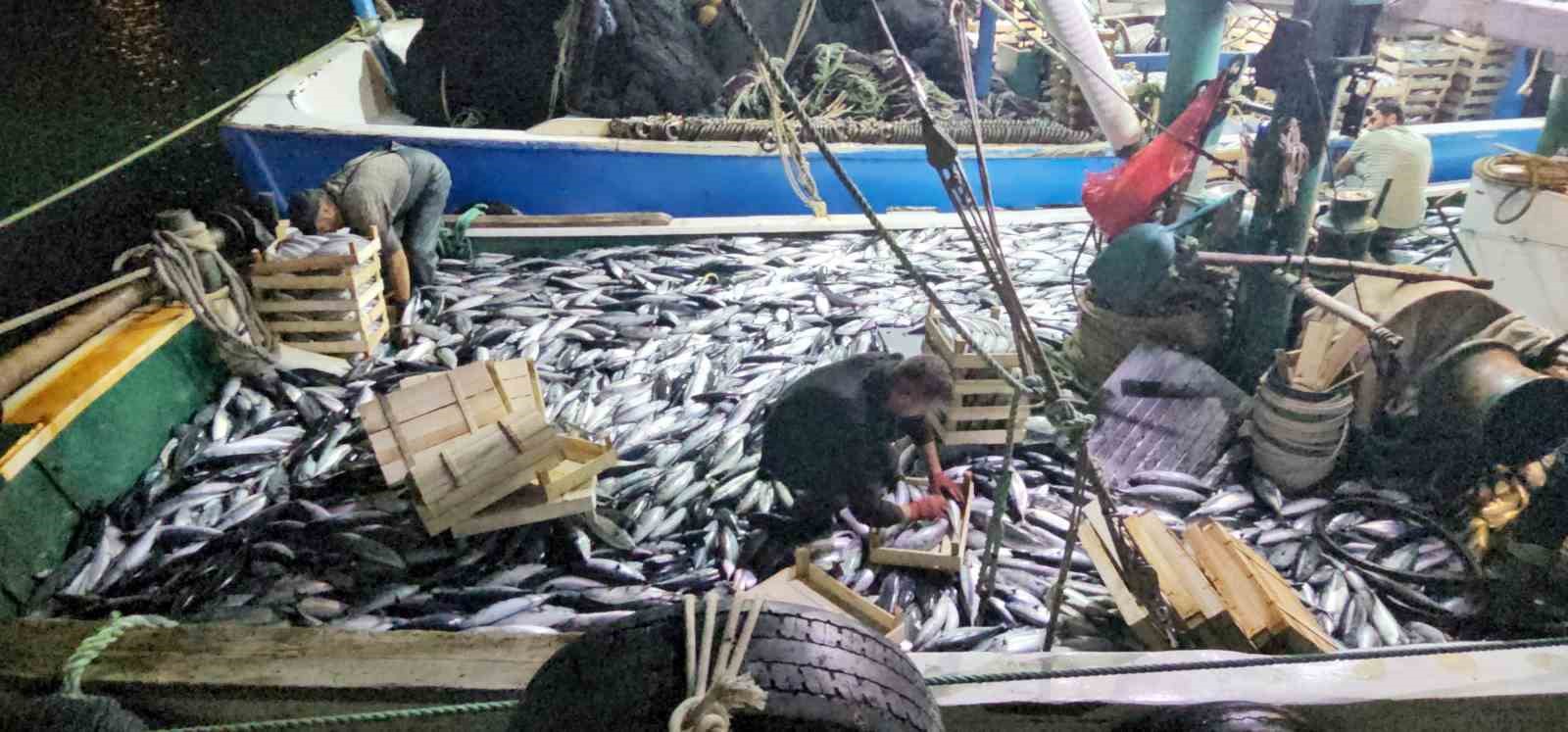 Karadeniz’e palamut bereketi sürüyor: Kasa kasa palamutla limana dönüyorlar
