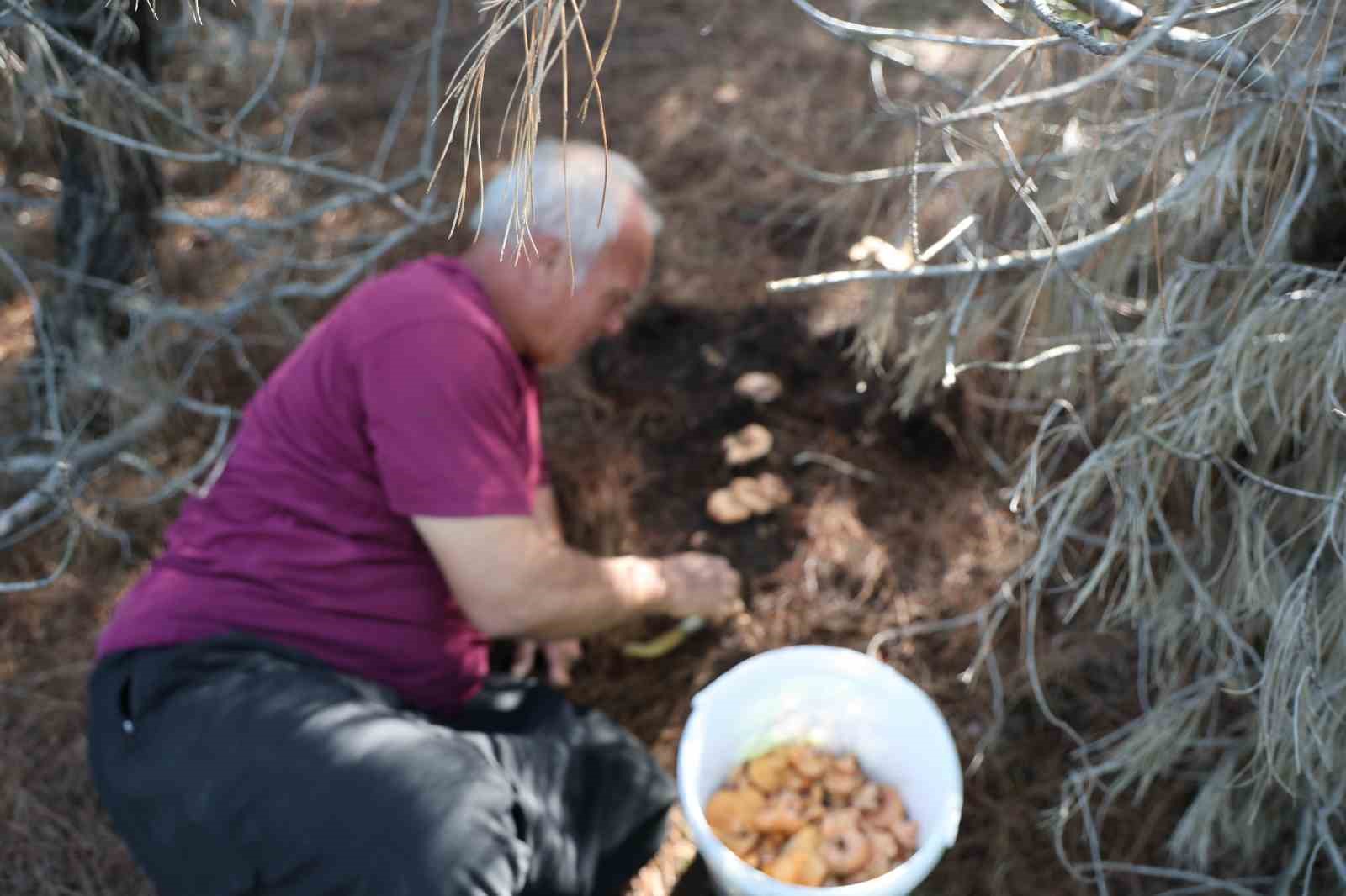 Yağmurlarla birlikte çam ormanları mantarlarla doldu
