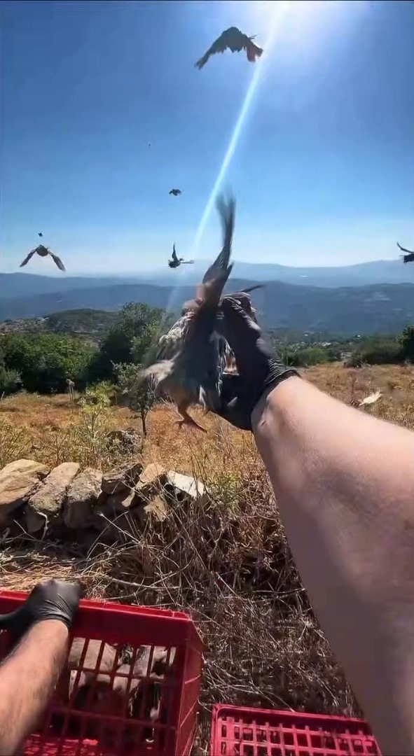 Aydın’da doğal yaşam alanlarına kınalı keklik salımı yapıldı
