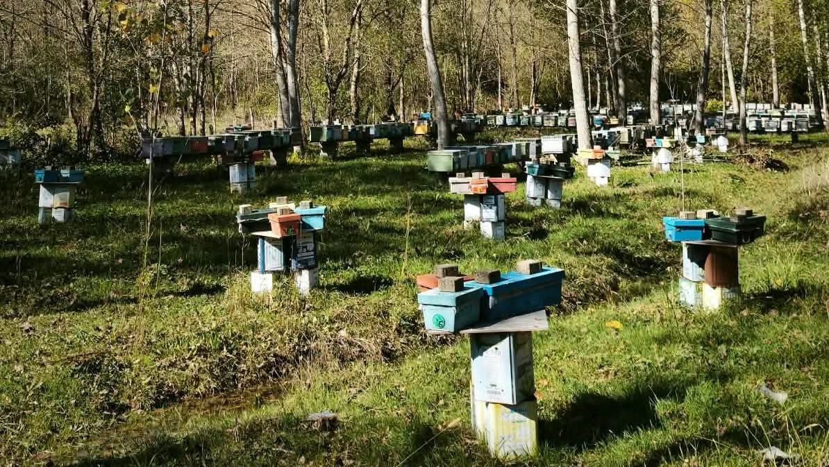 Arılı Kovan Destekleme başvurularında son 5 gün
